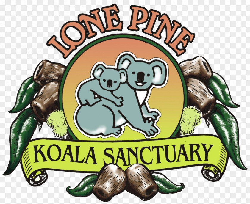 Koala Sanctuary Lone Pine Brisbane River Platypus Animal PNG