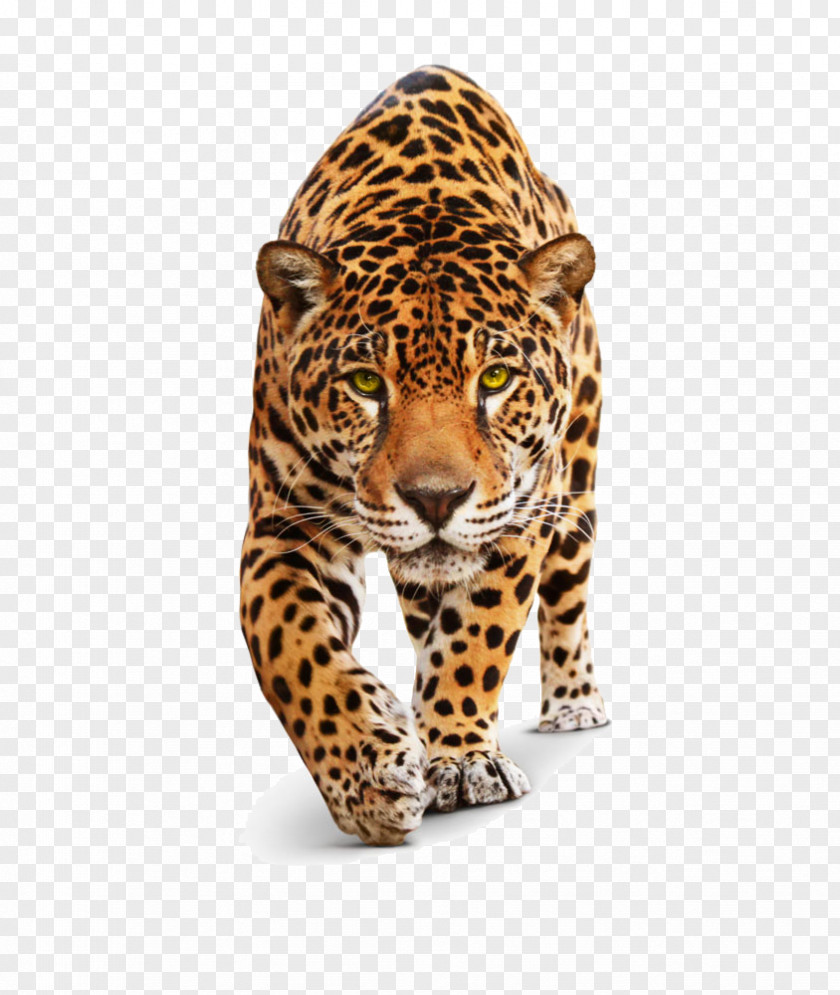 Leopard Jaguar Clip Art PNG