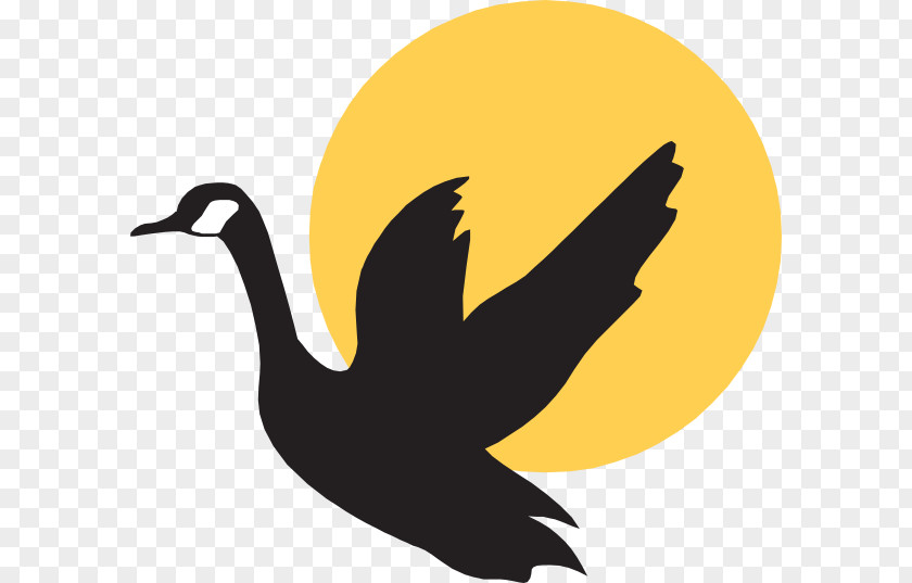 Little Yellow Duck Goose Mallard Bird PNG