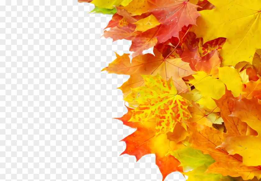 Petal Flower Maple Leaf PNG