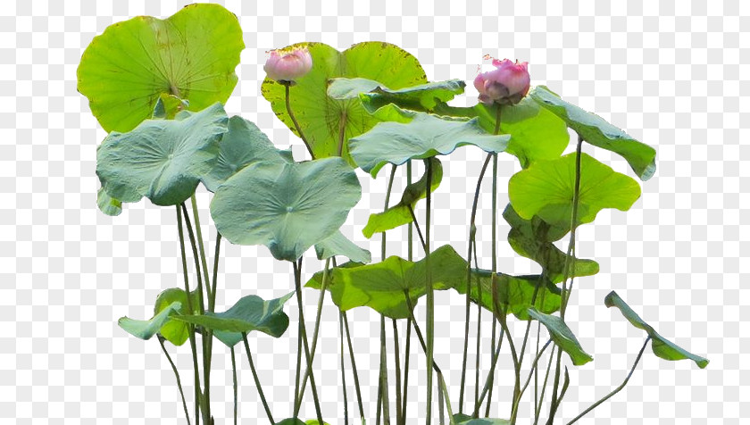 Plant Nelumbo Nucifera Aquatic Plants Flower PNG