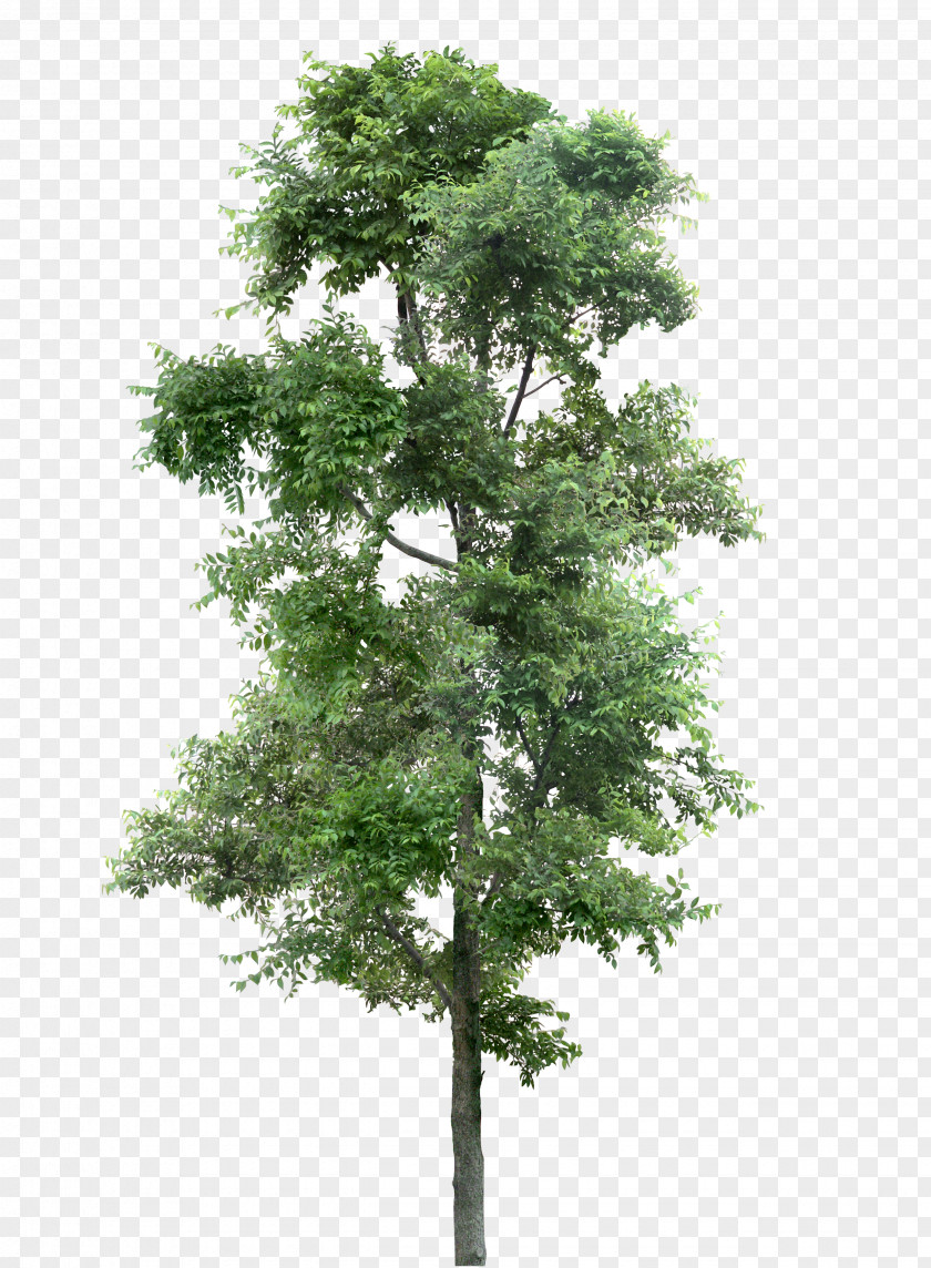 Tree Larch Populus Nigra Plant PNG