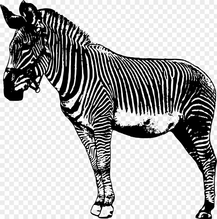 Zebra Drawing Clip Art PNG