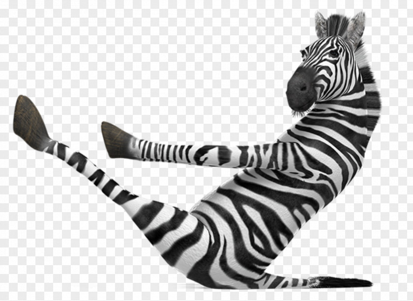 Zebra Pens Paper Animal Print Ink PNG
