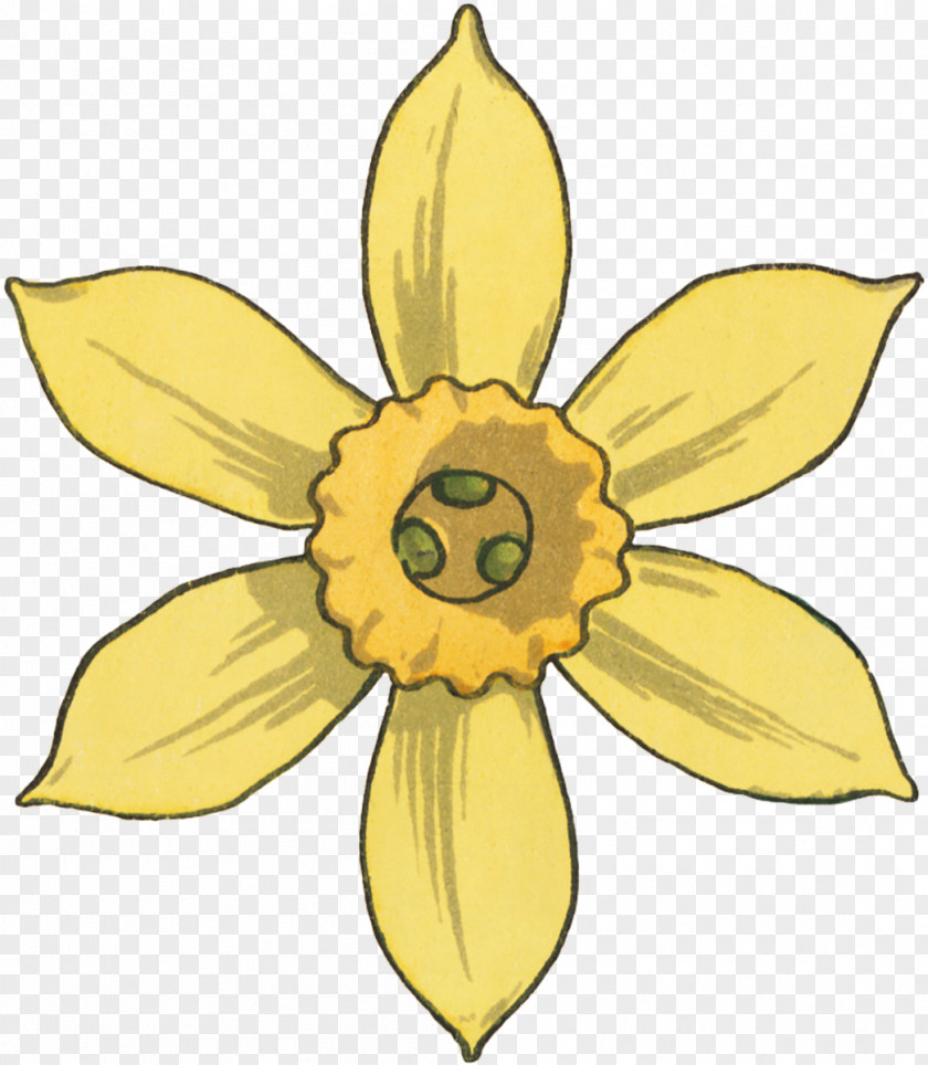 Design Narcissus Floral Pattern PNG