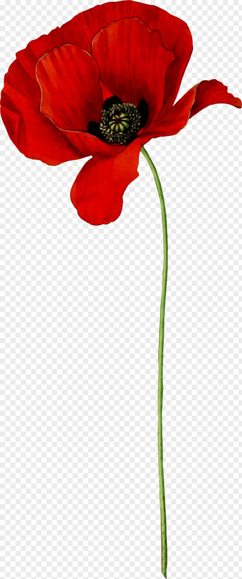 Flower Opium Poppy Common Clip Art PNG