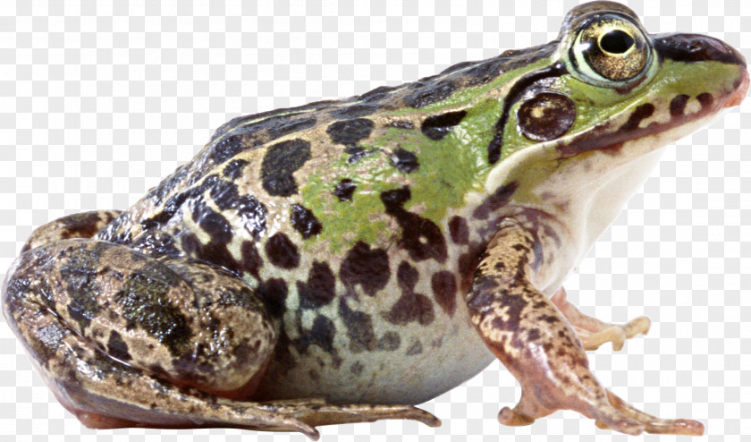 Frog Clip Art PNG