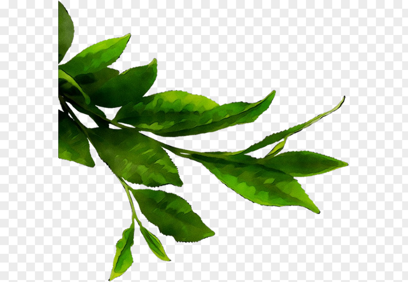 Matcha Green Tea Image PNG