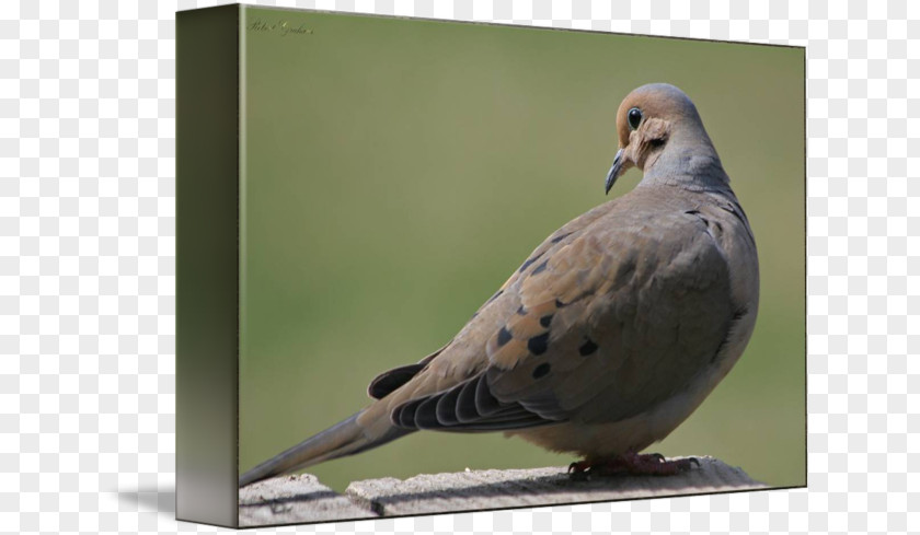 Mourning Dove Columbidae Beak Domestic Pigeon Feather PNG