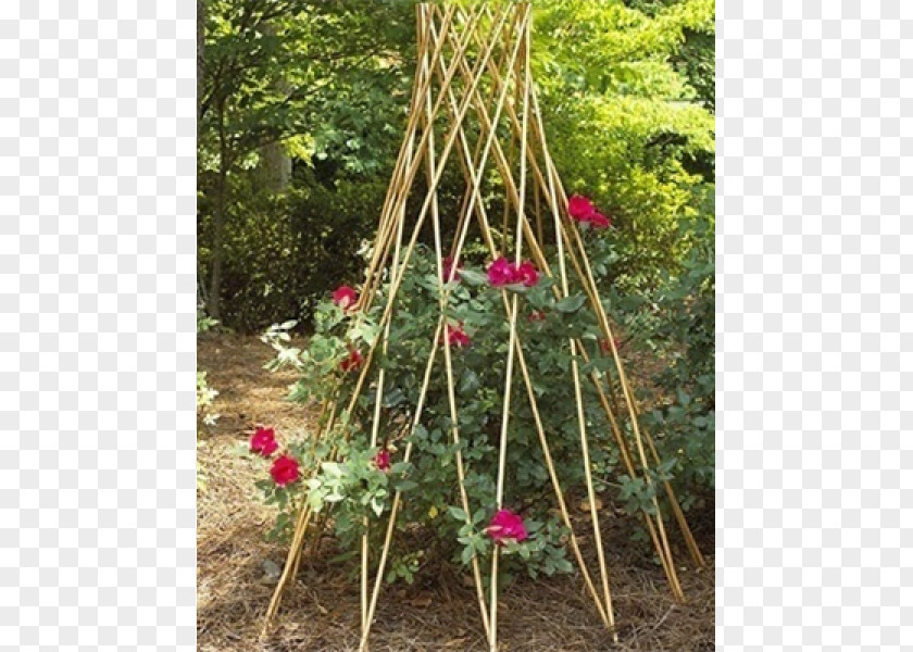 Plant Trellis Garden Tropical Woody Bamboos Branch PNG