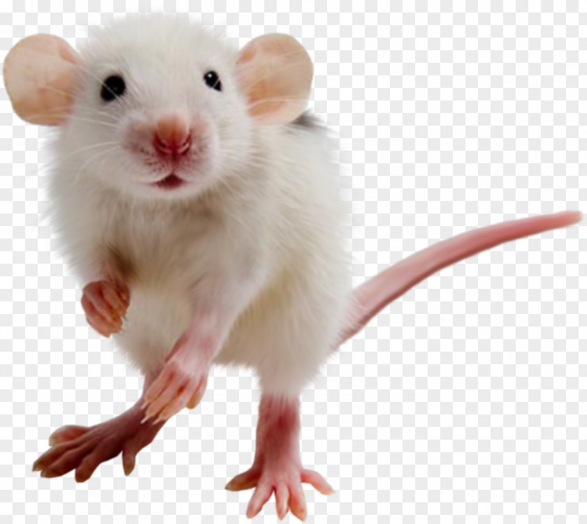 Rat Computer Mouse Murids PNG