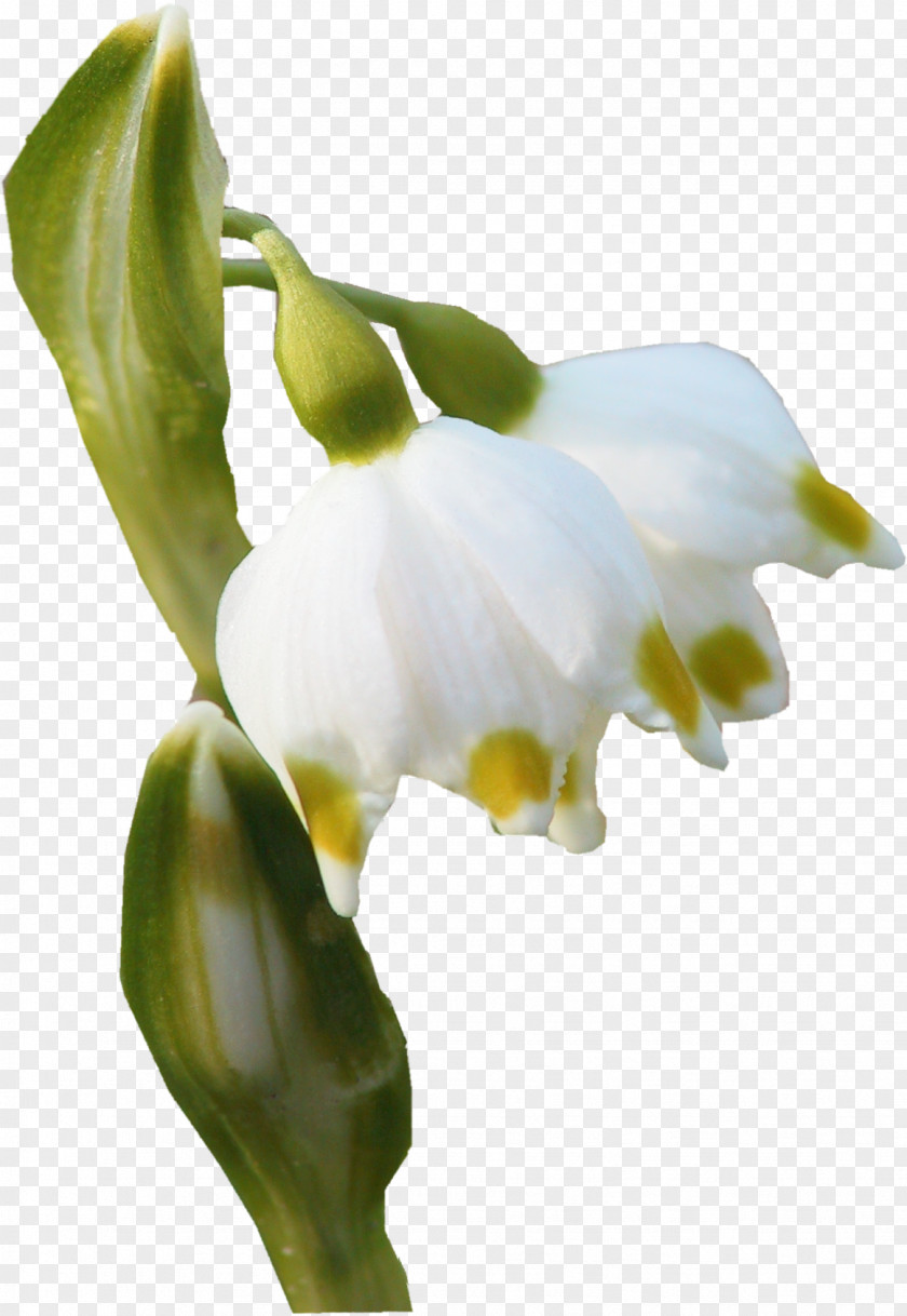 Snowdrop Flower Bud Petal Plant Stem PNG