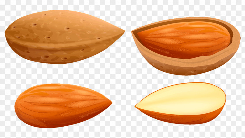 Almond Nut Fruit Clip Art PNG
