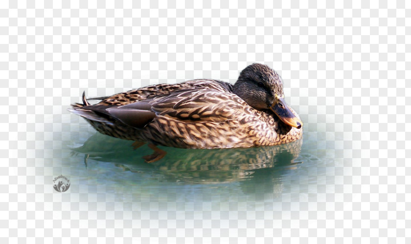 Duck Mallard Fauna Beak Feather PNG