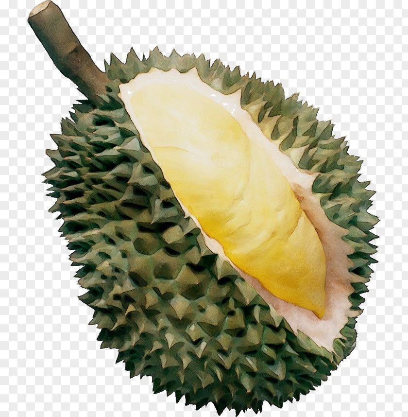 Durian Fruit Plant Food Artocarpus PNG