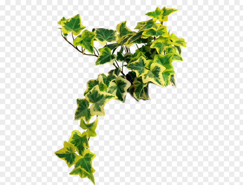 Plant Stem Houseplant Common Ivy Clip Art Psd PNG