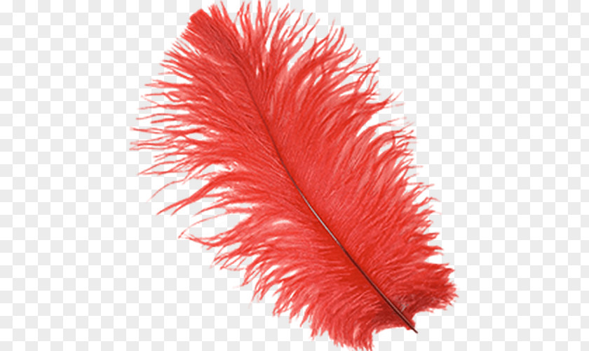 Red Feathers Float Down Common Ostrich Feather Boa Bird Plume PNG