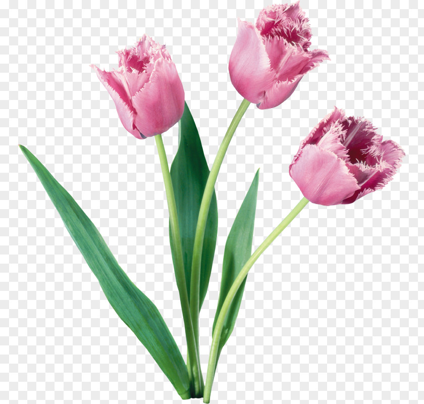 Tulip Tulips In A Vase Flower Rose Clip Art PNG