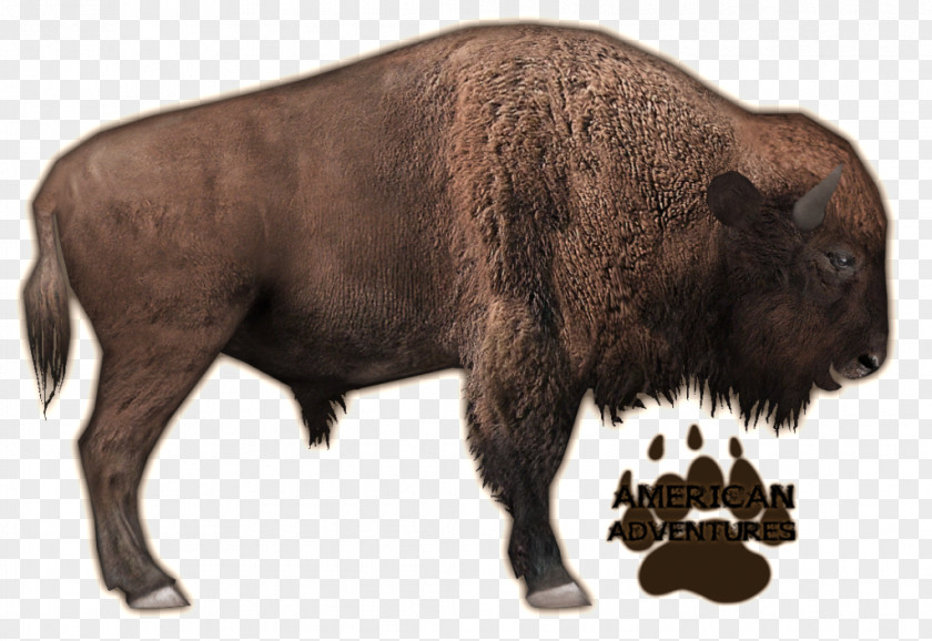 American Zoo Tycoon 2 Bison Bonasus Cattle Cuisine Of The United States PNG
