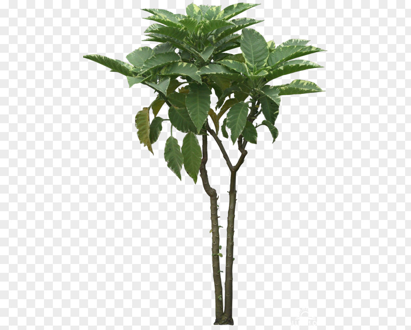 Tree Arecaceae Coconut Caryota Asian Palmyra Palm PNG
