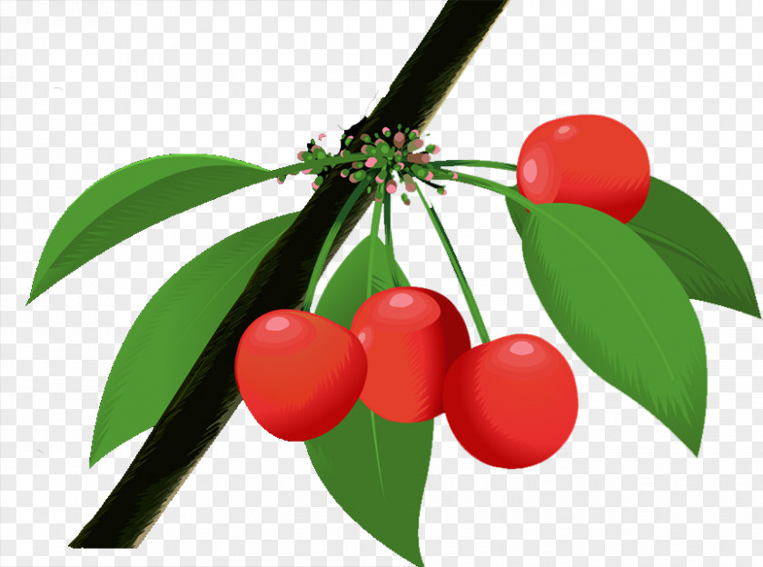 Cherry Berry Natural Foods PNG
