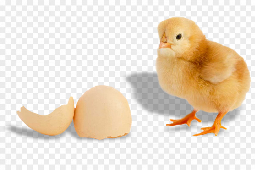 Chicken Bird Broiler Egg Duck PNG