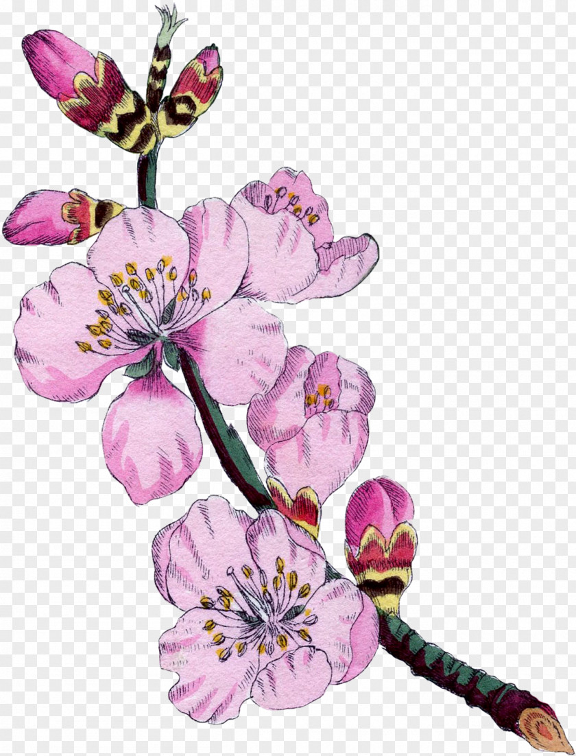 Flower Botanical Illustration Botany Almond Blossoms PNG