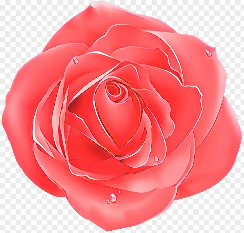 Plant Rose Family Garden Roses PNG