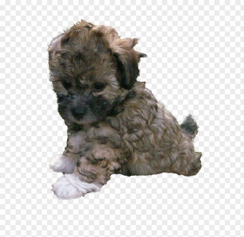 Puppy Glen Schnoodle Cairn Terrier Bolonka Havanese Dog PNG