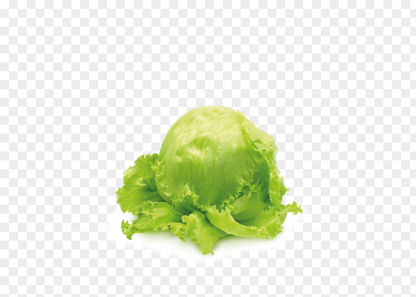 Salad Romaine Lettuce Iceberg Vegetable Capitata Group PNG