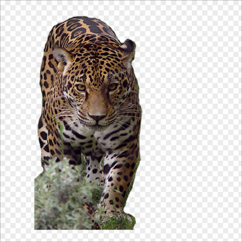 Tiger African Leopard Jaguar Cheetah PNG