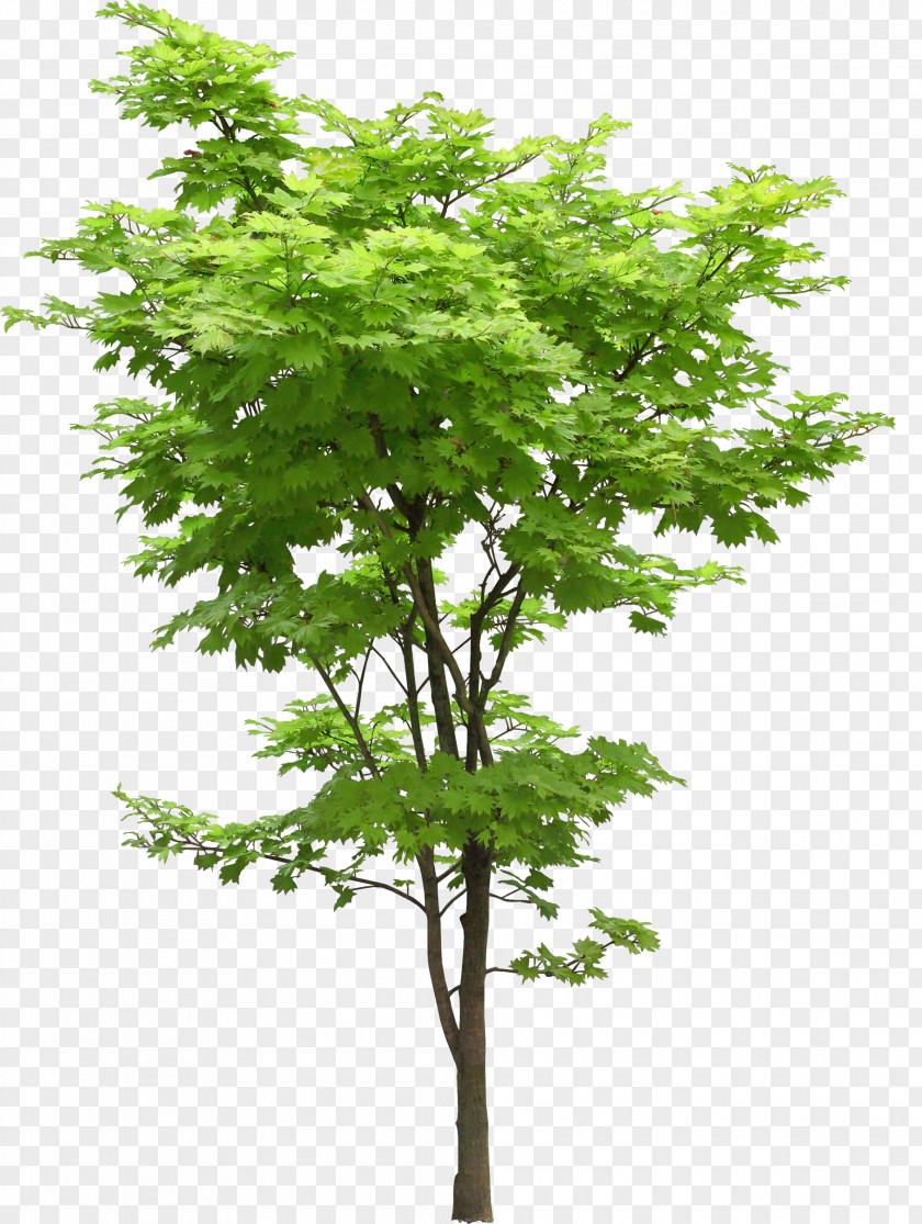 Tree Oak Japanese Maple Acer Truncatum Plant PNG