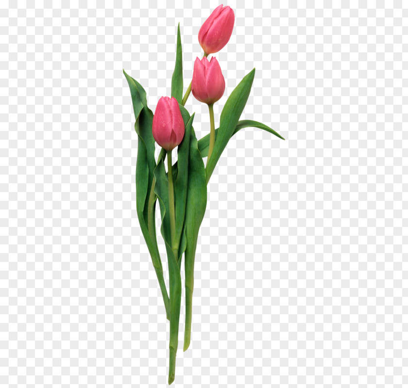 Tulip Photography Flower Clip Art PNG