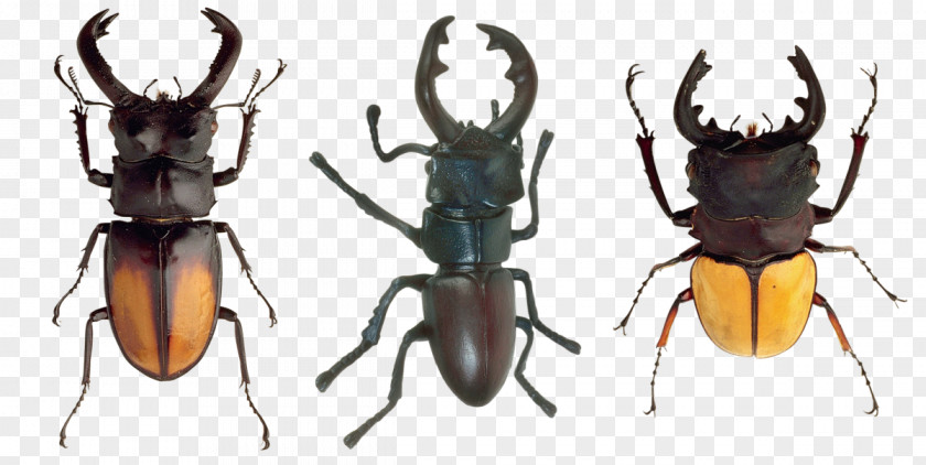 Beetle Stag Arthropod Insect Wing PNG