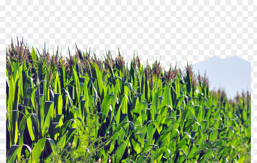 Corn Crop Flakes Popcorn Maize PNG