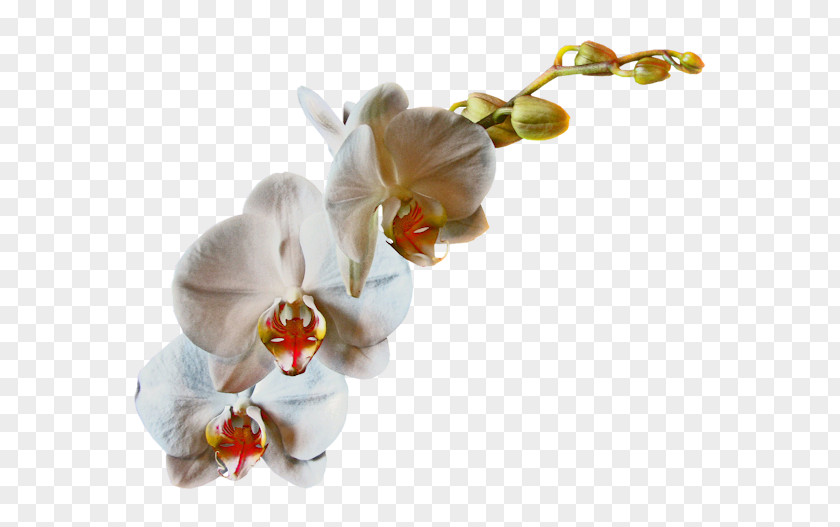 Flower Cut Flowers Rose Petal Moth Orchids PNG