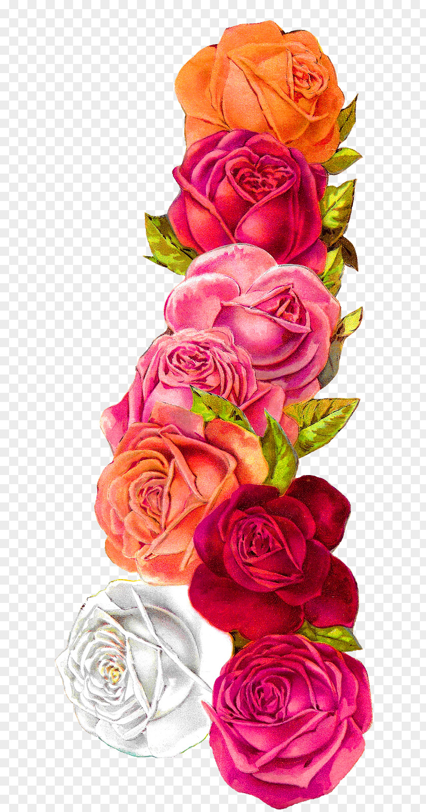 Flower Garden Roses Cabbage Rose Floral Design Shabby Chic Clip Art PNG