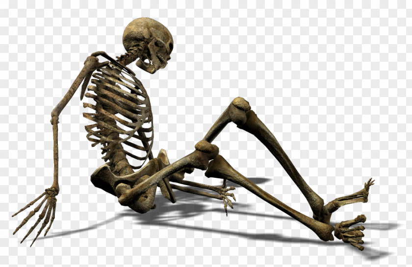 Lying On His Side Of The Human Skeleton Bone Clip Art PNG