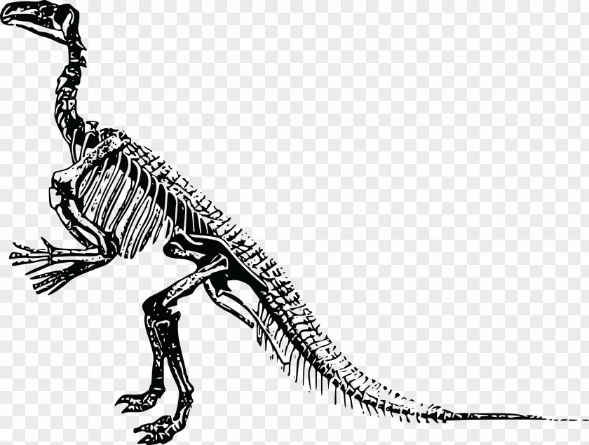 Skeleton Tyrannosaurus Triceratops Stegosaurus Dinosaur PNG