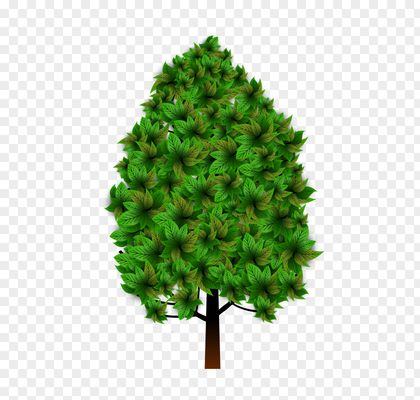 Tree Spruce Pine Fir Larch Branch PNG