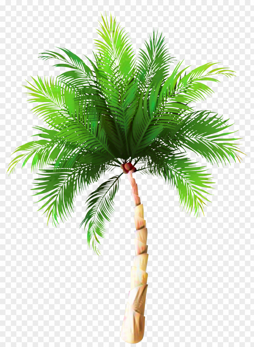 Vector Graphics Palm Trees Illustration Asian Palmyra Sabal PNG