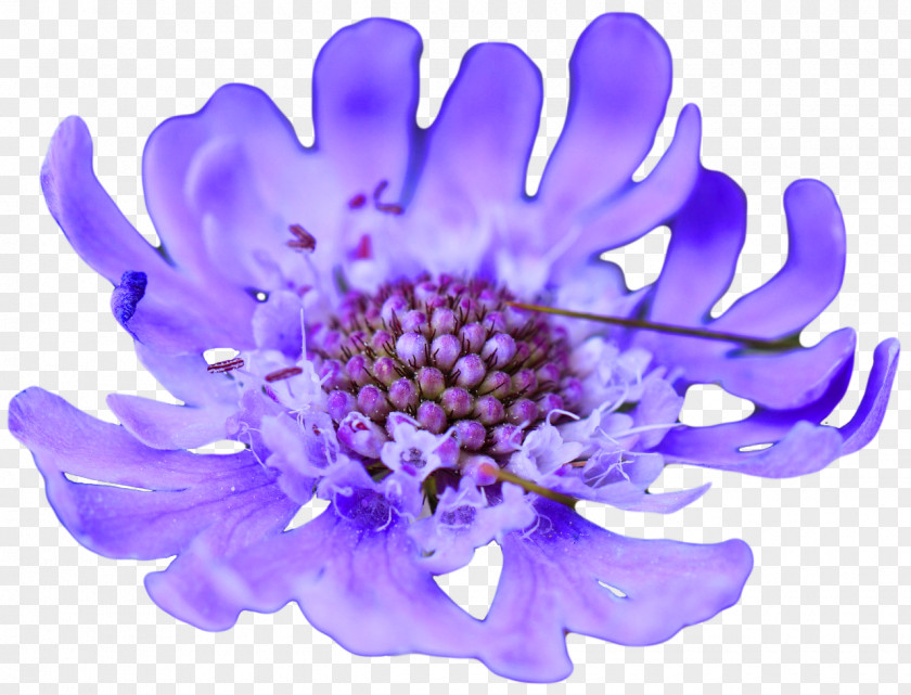 Blue Flower Purple Violet Lavender PNG
