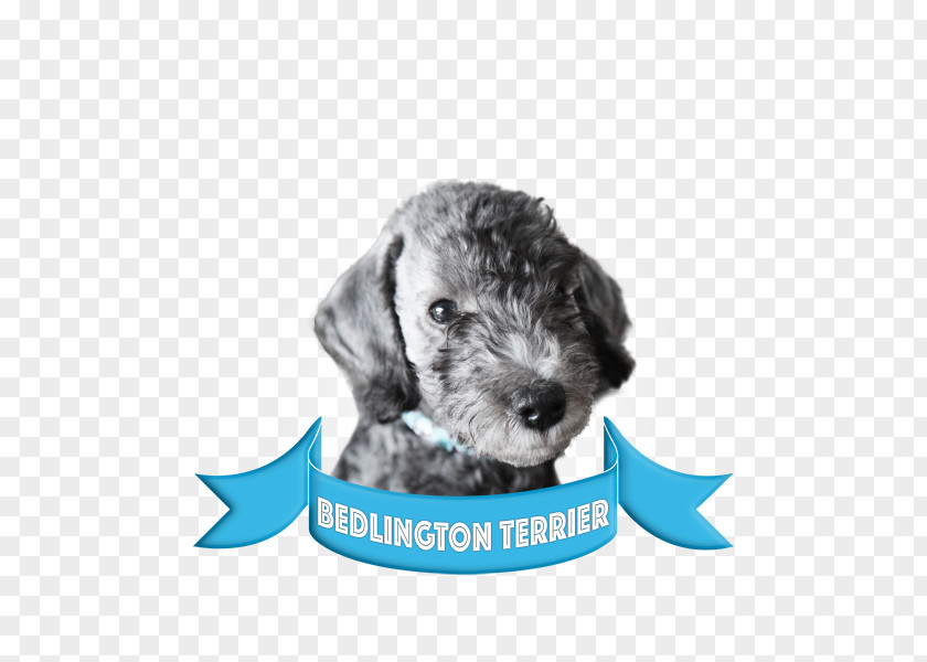 Design Schnoodle Miniature Schnauzer PNG