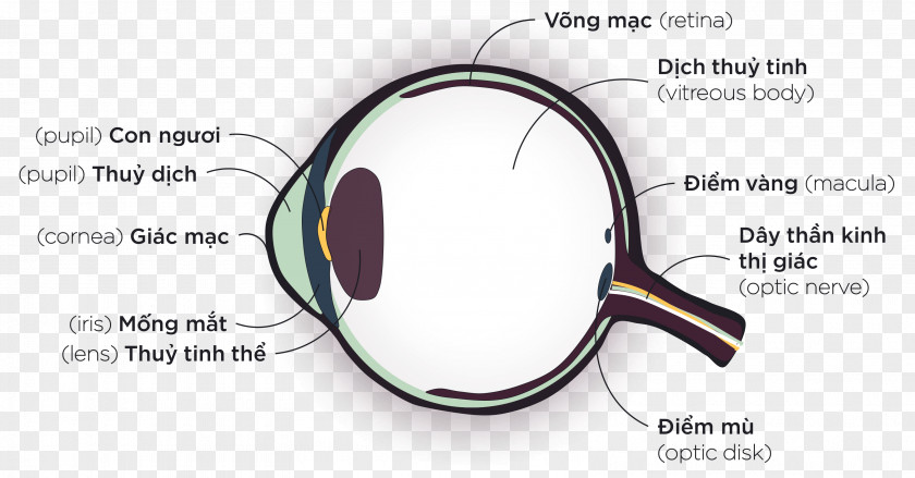 Eye Goggles Magnifying Glass Anatomy Glasses PNG