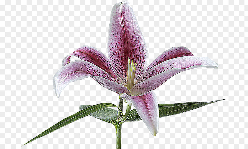 Flower Lilium Lily 'Stargazer' Alentejo Mkulima Young PNG