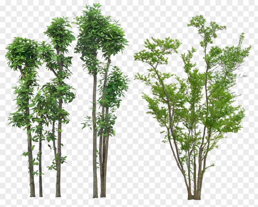 Tree Plant Landscape PNG