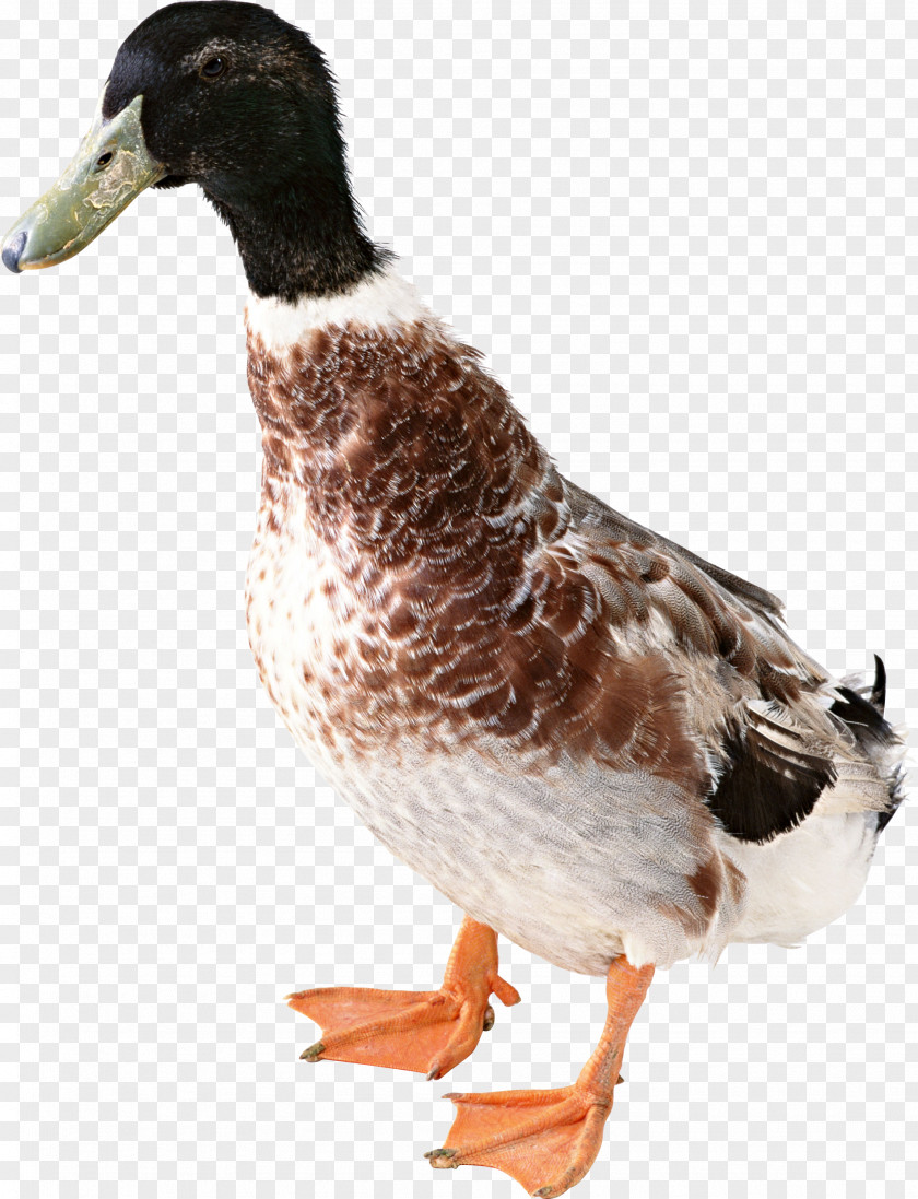 Duck Image American Pekin Domestic Goose PNG