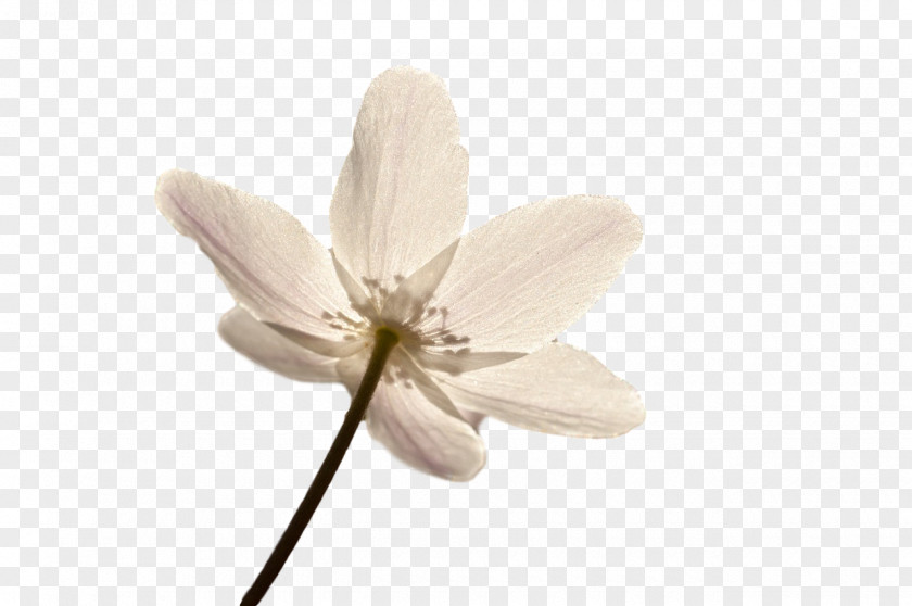 Flower Petal Plants Science Biology PNG