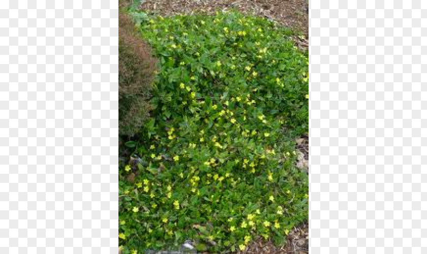 Tree Evergreen Shrub Groundcover Lawn PNG