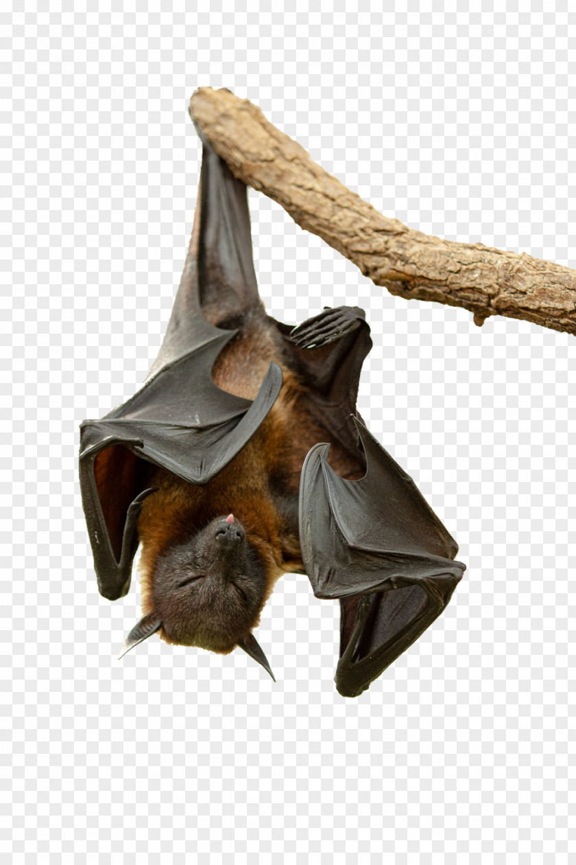 Flying Fox BAT-M Snout PNG